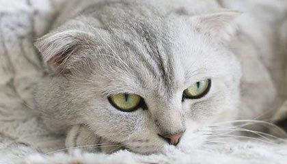 秘语空间合集深度体验报告：最新入口导航与使用体验分享，秘密空间是啥