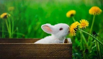 柚子影视使用全攻略：适配电视大屏与投屏设备的实用教程，柚子影视怎么安装到电视上